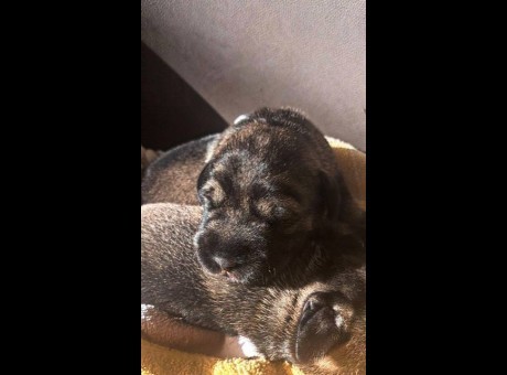 srednji snaucer 01.jpg